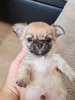 Čivava dlhosrstá, chihuahua, Solubist Dog KENNEL 💙💙 2 boy - 5