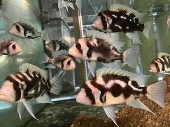 Cyphotilapia frontoza - 5