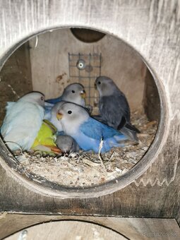 Papagáj horský,papagáj spevavy, agapornis - 5