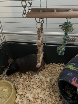 Skiny morciatlo - 5