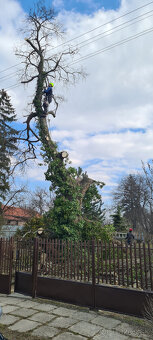 Pilenie a orezavanie stromov - rizikove - 5