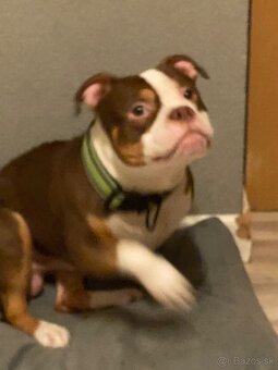 American bully standart - 5