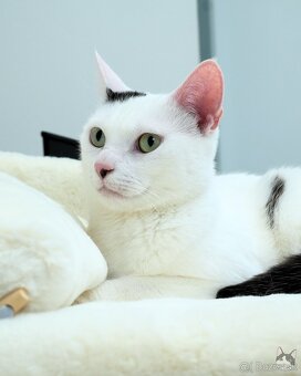 Kocúrik NEMO hľadá domov - 5