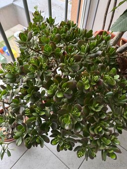 Tucnolist - crassula ovata - 5