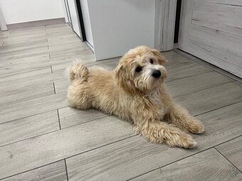 Krytie maltipoo - 5