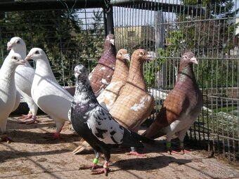 Predám poštové holuby Meulemans - 5