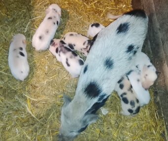 Gottingenske miniprasiatka - 5