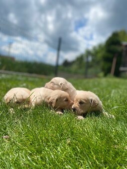 Zlatý Retriever - 5