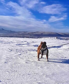 American Bully xl - 5