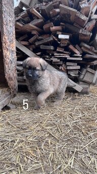 predám 7-týždňové šteniatka - 5