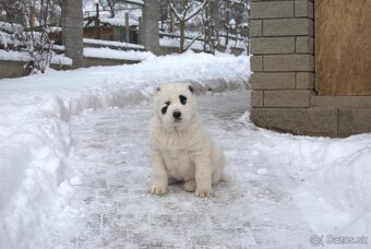 Stredoázijský ovčiak - 5