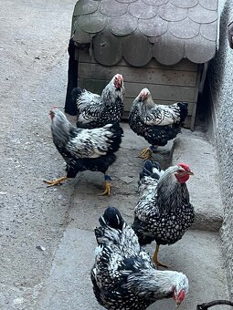 Wyandotten kohúty - 5