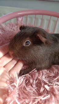 Cistokrvne morča samicky - 5