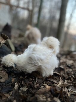 Predám NV hodvábničky - 5