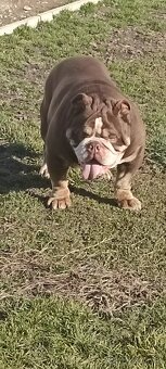 Anglicky buldog - 5
