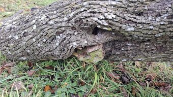 Kmeň hrušky - predám lacno - 5