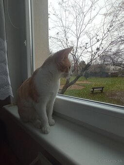 Darujem kocúrika - 5