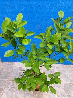 Citrus calamondin odroda Oriana - 5