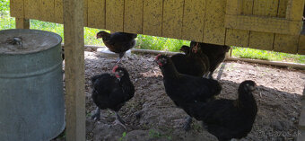 Kohút Marans Medenokrký - 5