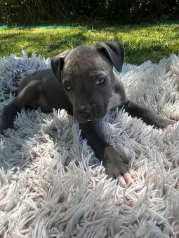 Americký stafordšírsky teriér - Amstaff - 5