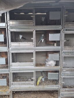 Voliéry..Klietky.Zajačník - 5