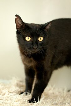 ❤ Moryana - dôverčivá, dobrá a pokojná - 5