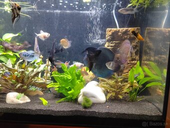 Predám súrne diskusi plus. Iné spoločenské ryby. - 5