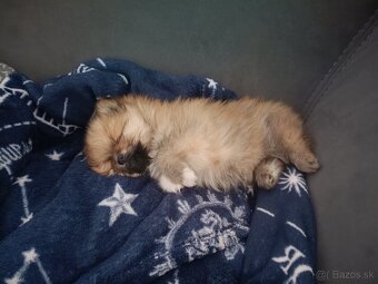 Mini pomerian - 5