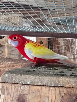 Penant zlatý pastel - 5