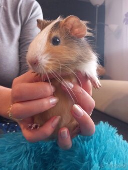 Morské prasiatko - 5