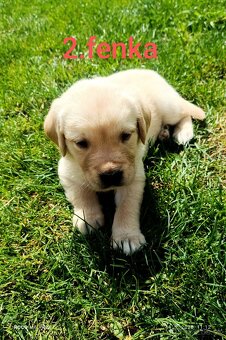 Šteniatka labrador/zlatý retriever - 5
