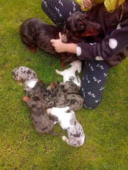 Predám merle jazvečíky - 5