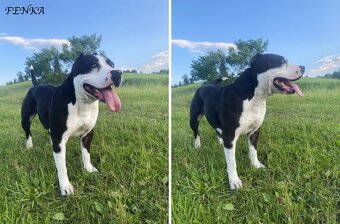 Šteniatka - Americký stafordšírsky teriér (Amstaff, Staford) - 5