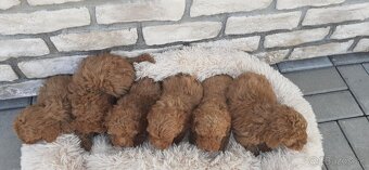 pudel,pudlik,poodle trpaslici - 5