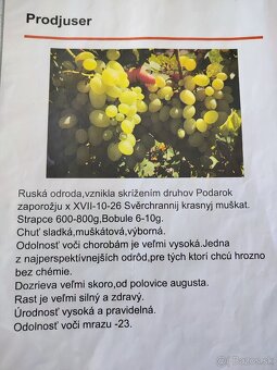 Predám sadenice viniča - 5