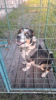 Pastierske šteniatko - 5