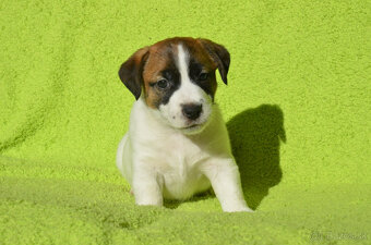 Jack russell teriér - 5
