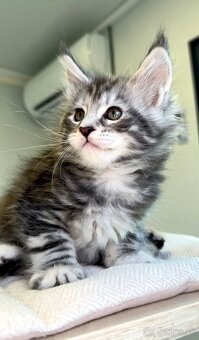 HOPE Maine Coon Mainská myvalia - 5