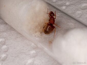 Mravec domácí (Lasius emarginatus) - 5