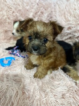 Yorkshirsky terier, York - 5