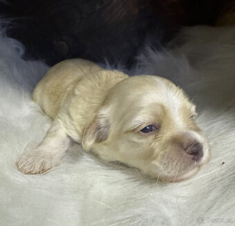 Havanský psík s PP ,Bichon Havanais - 5