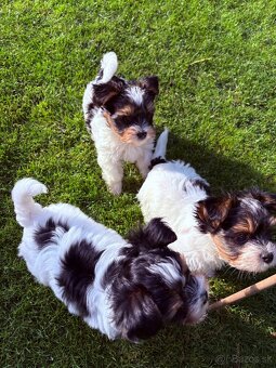 Yorkshire biewer - 5