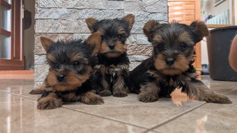 Yorkshire terrier - 5