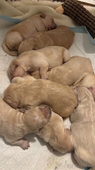 Zlatý retríver – šteniatka - 5