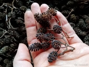 Borovicové šišky - 5