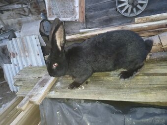 NoS. Nemecký obrovitý strakáč - 5