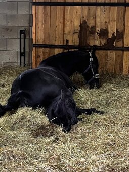 Frízsky žrebec - 5