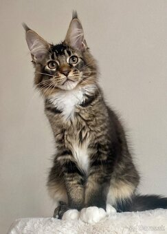 Mainská mývalia, Maine Coon, MCO s PP - 5