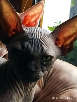 Kanadský sphynx - 5
