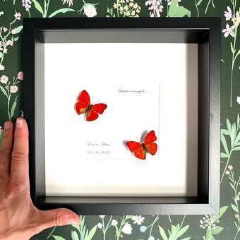 Svadobné motýle s venovaním - 5